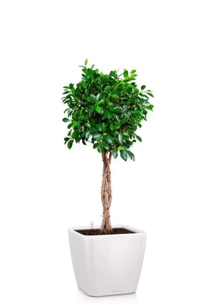 Фикус Нитида переплетенный 23/110 см в QUADRO LS 28