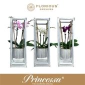 Фаленопсис 2 ствола Swing Mix 16+ (florious) d9 см h40 см