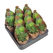 Хавортия лимифолия d6.5 см h8 см