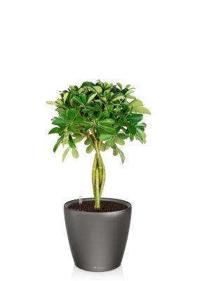 Шеффлера Нора 21/75 см в CLASSICO LS 28, антрацитовый металлик