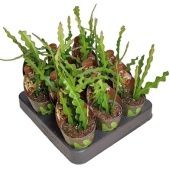 Эпифиллум Ангулигер d6.5 см h8 см