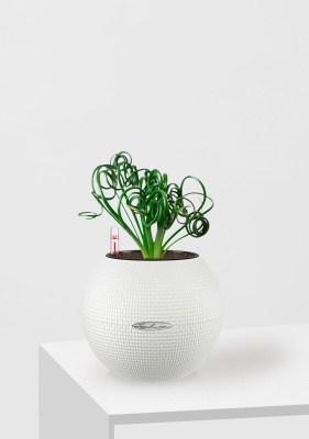 Альбука Спиралис 12/25 см в PURO 20, белый