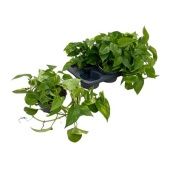 Сциндапсус d17 см h25 см