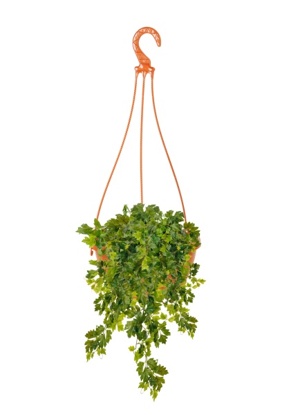 Циссус Дисколор d17 см h60 см