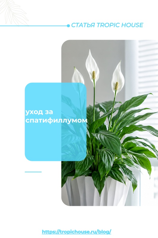 Как ухаживать за спатифиллумом в домашних условиях: полное руководство