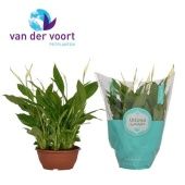 Спатифиллум Шопен 10+ цветов Ultimo d17 см h35 см