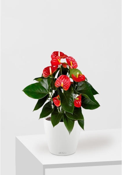 Антуриум Андрианум красный 17/60 см в CLASSICO COLOR 21