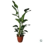 Стрелиция Николай 3 ствола d36 см h170 см Стрелиция Николай 3 ствола d36 см h170 см