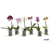 Фаленопсис Mini 1st Tiny Dolls Mix 7+ Aqua (van Geel) d6 см h17.5 см Фаленопсис Mini 1st Tiny Dolls Mix 7+ Aqua (van Geel) d6 см h17.5 см