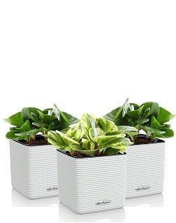 Набор "Пеперомия" CUBE 14/25 см, белый (3 шт.) Набор "Пеперомия" CUBE 14/25 см, белый (3 шт.)