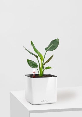 Стрелиция Николай в CUBE GLOSSY 14, белый блестящий