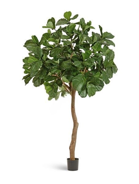 Гигантский фикус Лирата штамбовый 360 см