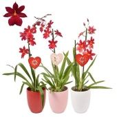 Орхидея Камбрия Ред вельвет 1 ствол в кашпо d14 см h55 см тип 1