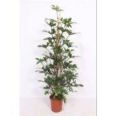 Филодендрон Pedatum d27 см h160 см Филодендрон Pedatum d27 см h160 см