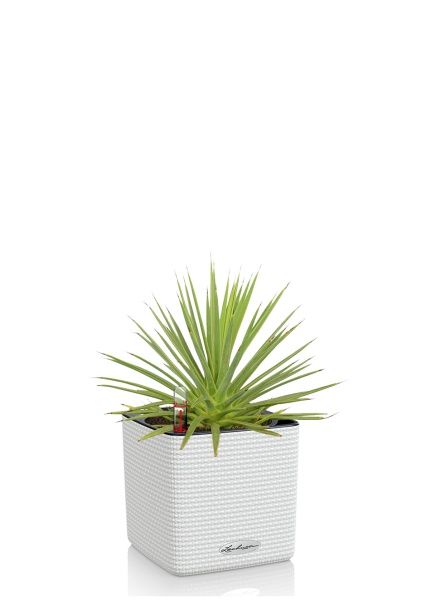 Агава Нана в CUBE COLOR 14