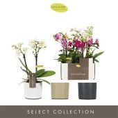 Фаленопсис 3 ствола Mix 15+ In Mix Toscane d7 см h25 см