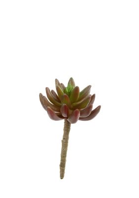 Суккулент Синокрассула бордово-зелёная