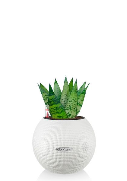 Сансевиерия Зейланика 9/30 см в PURO 20 Сансевиерия Зейланика 9/30 см в PURO 20