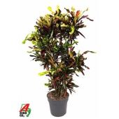Кротон Кодиеум Мамми бранч d31 см h140 см