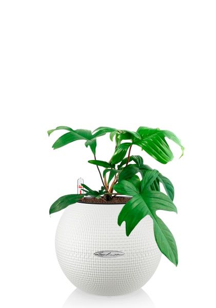 Филодендрон Флорида Грин 12/25 см в PURO 20