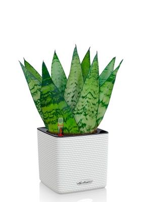 Сансевиерия Зейланика Фан 12/35 см в CUBE COLOR 14, белый