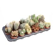 Кактус микс d8.5 см h12.5 см тип 2