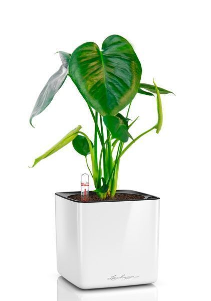 Монстера Делициоза 12/40 см в CUBE GLOSSY 14