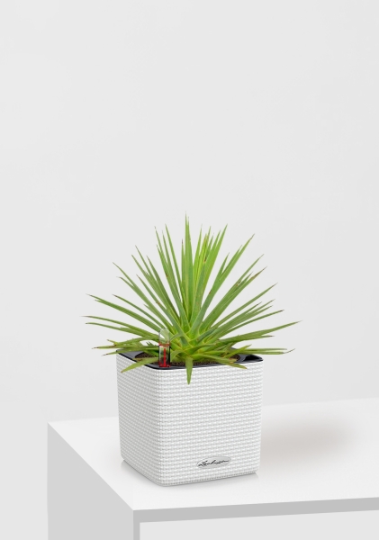 Агава Нана 10/20 см в CUBE COLOR 14