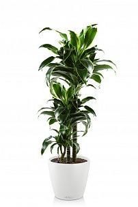 Драцена Дорадо в CLASSICO 28