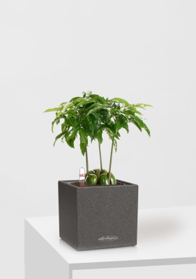 Каштаноспермум 12/40 см в CANTO STONE 14