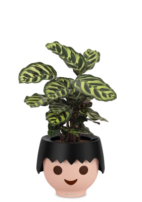 Калатея Макояна 12/35 см в OJO, черный Калатея Макояна 12/35 см в OJO, черный