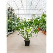 Филодендрон Грин Вандер d24 см h85 см