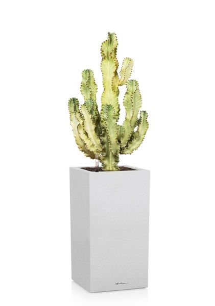 Эуфорбия Ингенс в CANTO STONE HIGH 40