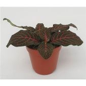 Фиттония микс Mini Red d5.5 см h10 см