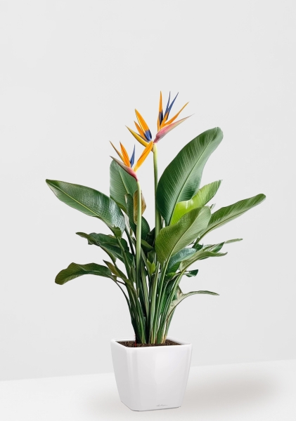 Стрелиция Регина 26/150 см в QUADRO LS 28