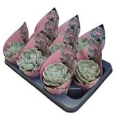 Эхеверия Holy Gate Potcover d10.5 см h12.5 см