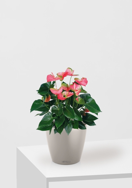 Антуриум Свитхард Пинк 17/60 см в CLASSICO COLOR 21 Антуриум Свитхард Пинк 17/60 см в CLASSICO COLOR 21