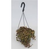 Хойя Curtisii hangpot d19 см h30 см (Голландия)