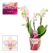 Фаленопсис 3-4 ствола Dazzling Blossom Bliss d12 см h35 см Фаленопсис 3-4 ствола Dazzling Blossom Bliss d12 см h35 см
