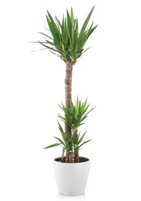 Юкка 3 ствола в CLASSICO COLOR 35, белый