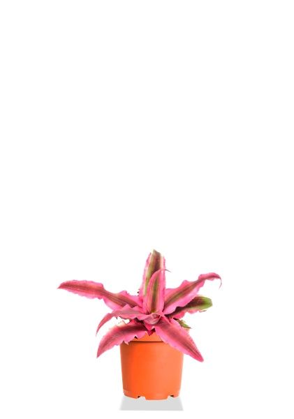 Криптантус Пинк Стар 9/15 см