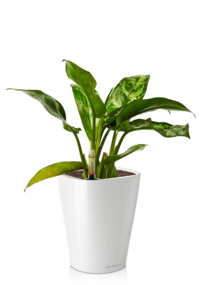 Аглаонема Цитронелле 12/30 см в DELTINI 14, белый блестящий