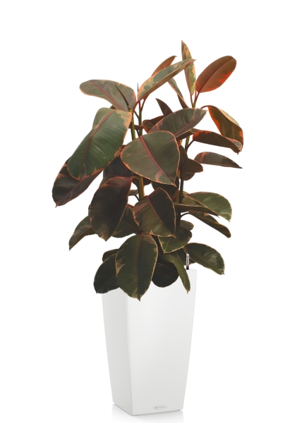 Фикус Эластика Белиз 3 ствола 27/100 см в CUBICO COLOR 30