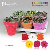 Каланхоэ Calandiva Moments микс d15 см h26 см тип 2