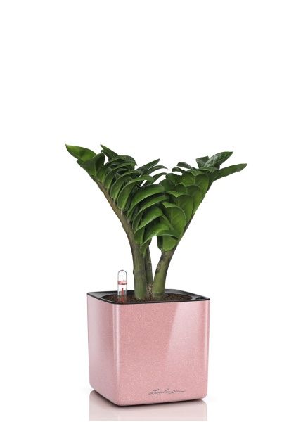 Замиокулькас Зензи 12/30 см в CUBE GLOSSY KISS 14