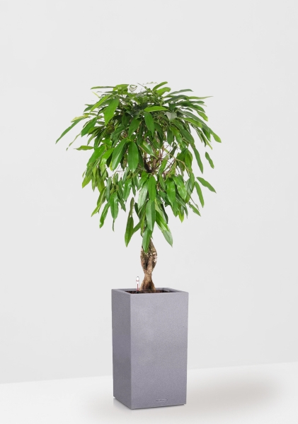 Фикус Амстел Кинг переплетенный 27/120 см в CANTO STONE HIGH 40 Фикус Амстел Кинг переплетенный 27/120 см в CANTO STONE HIGH 40