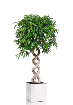 Фикус Бенджамина Экзотика двойная спираль 35/160 см в CUBE 50