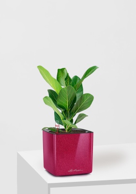 Фикус Бенгальский Одри 12/30 см в CUBE GLOSSY KISS 14