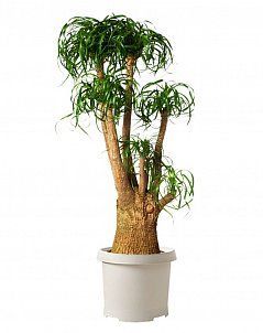 Нолина разветвленная 38/110 см