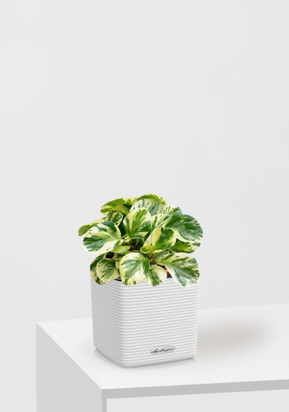 Пеперомия Биколор 12/20 см в CUBE COLOR 14 Пеперомия Биколор 12/20 см в CUBE COLOR 14